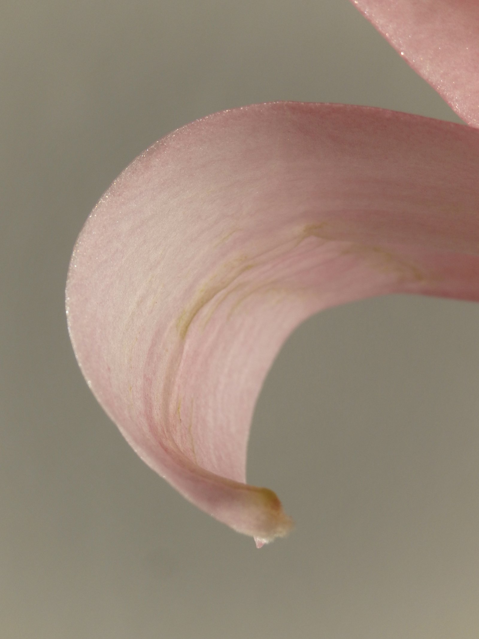 Petal still life